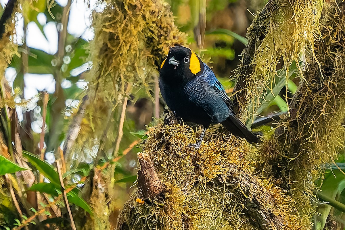 Yellow-scarfed Tanager - ML640424546