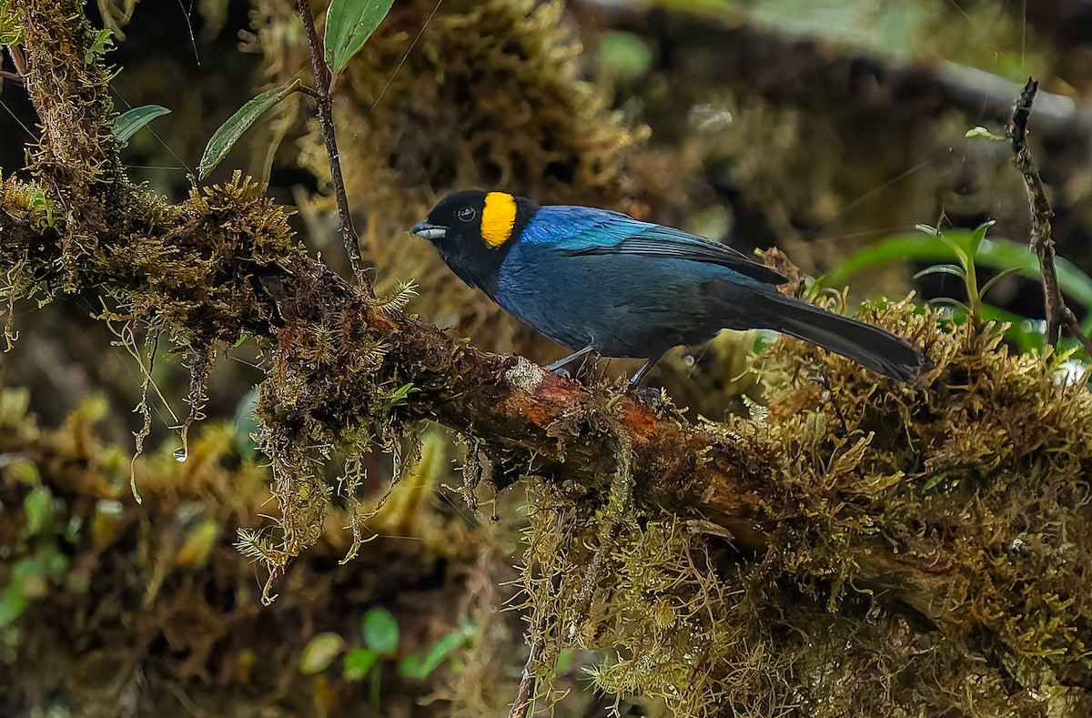 Yellow-scarfed Tanager - ML640424547