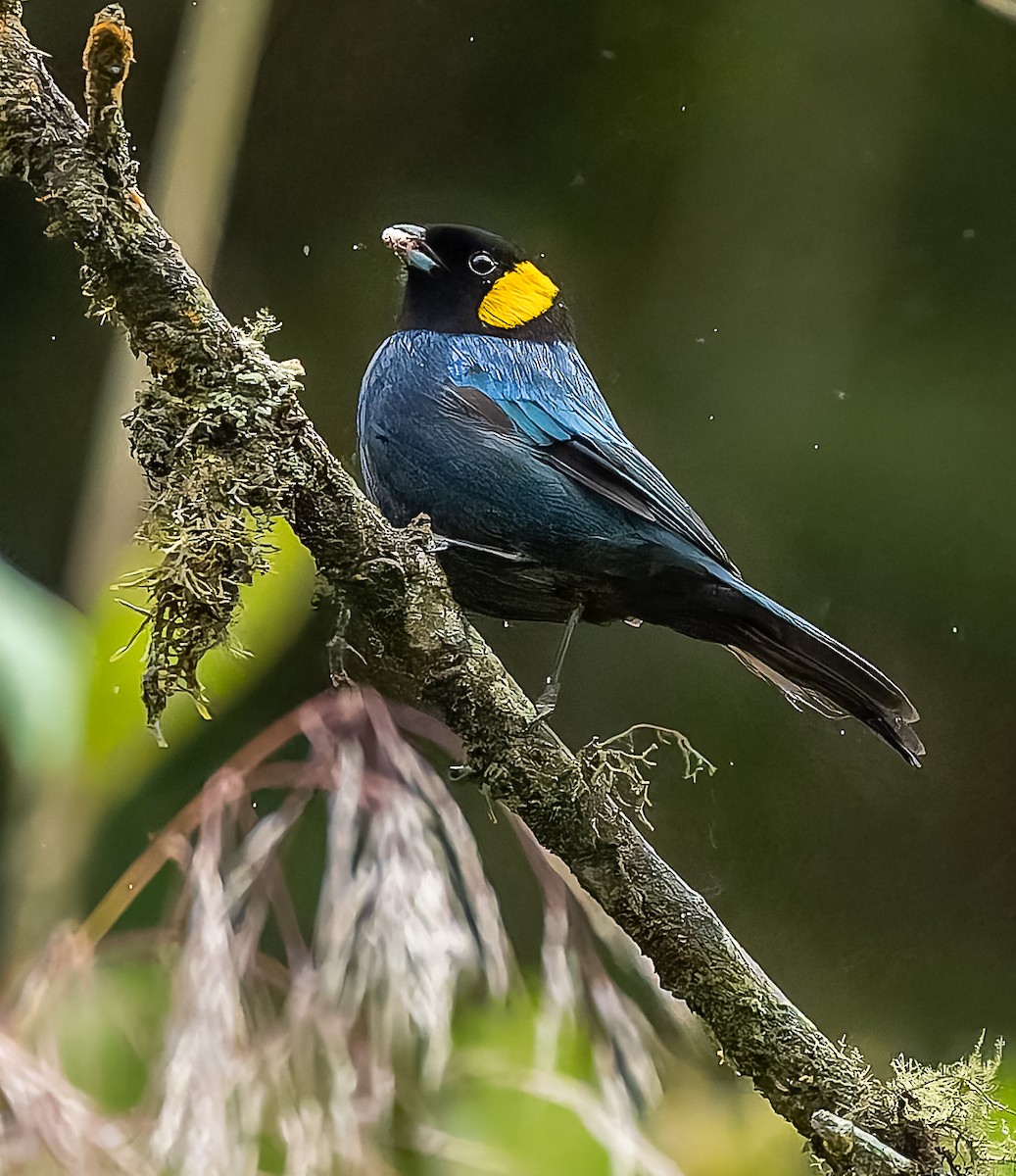 Yellow-scarfed Tanager - ML640424548