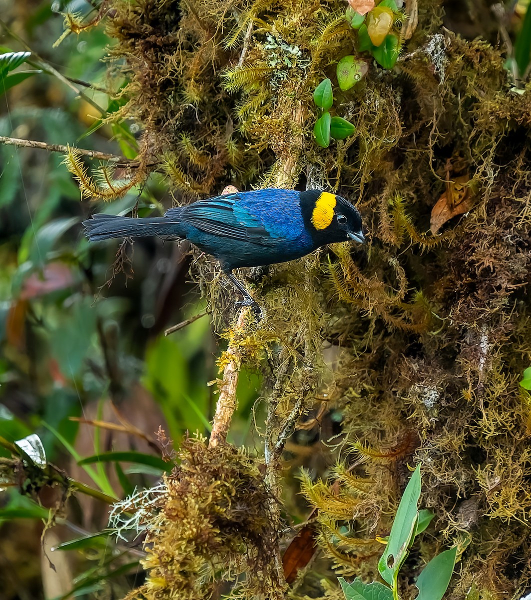 Yellow-scarfed Tanager - ML640424550