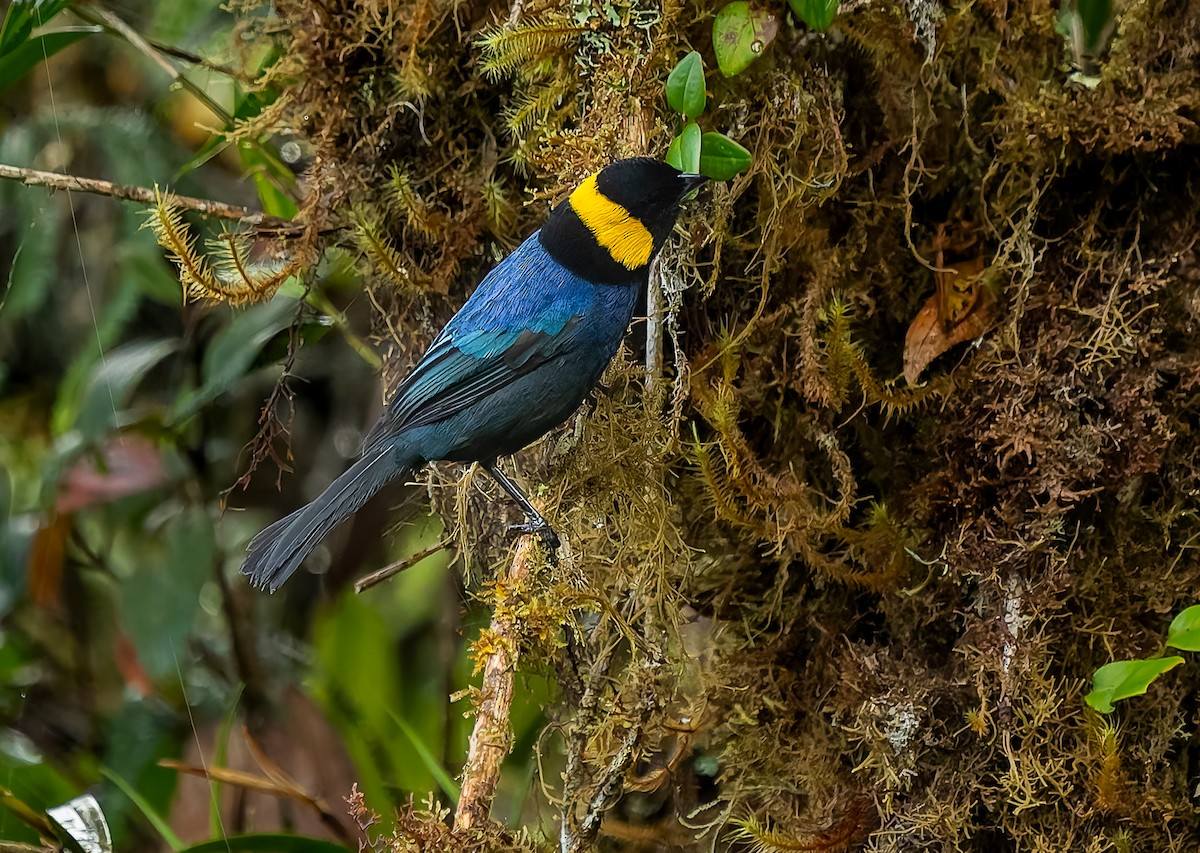 Yellow-scarfed Tanager - ML640424551