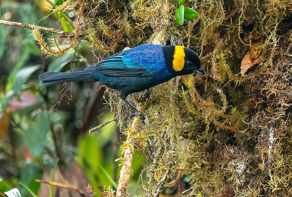 Yellow-scarfed Tanager - ML640424552