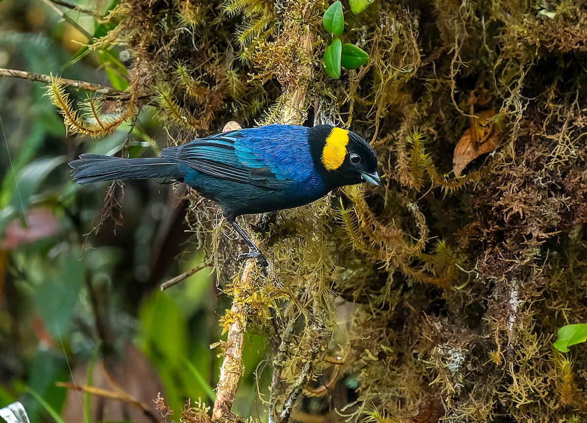 Yellow-scarfed Tanager - ML640424553