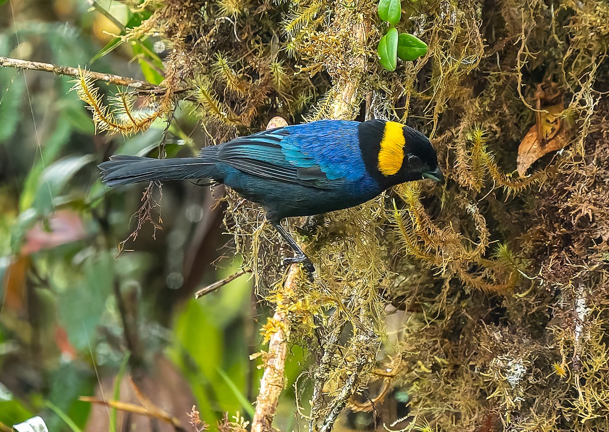 Yellow-scarfed Tanager - ML640424554