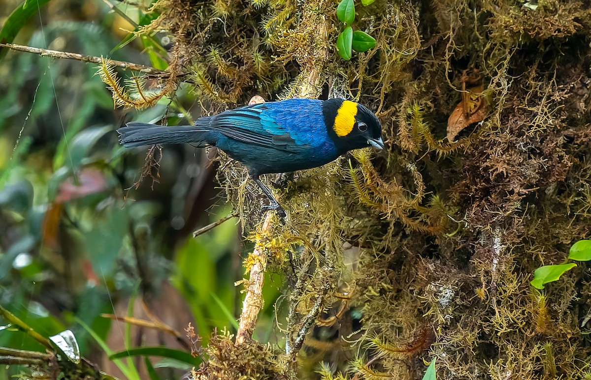 Yellow-scarfed Tanager - ML640424555