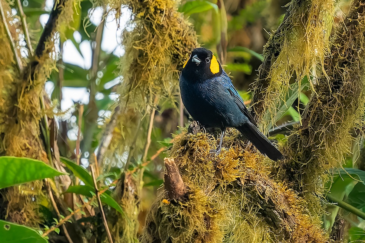 Yellow-scarfed Tanager - ML640424556