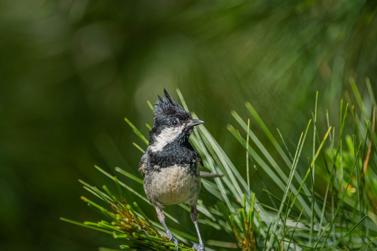 Өдөрч хөх бух - ML640424635