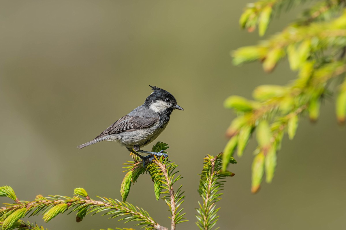 Өдөрч хөх бух - ML640424636