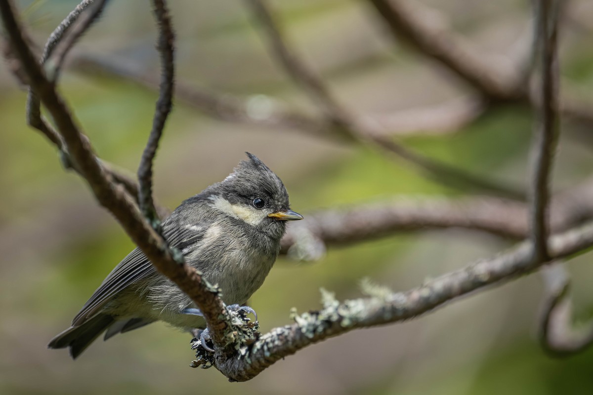 Өдөрч хөх бух - ML640424637