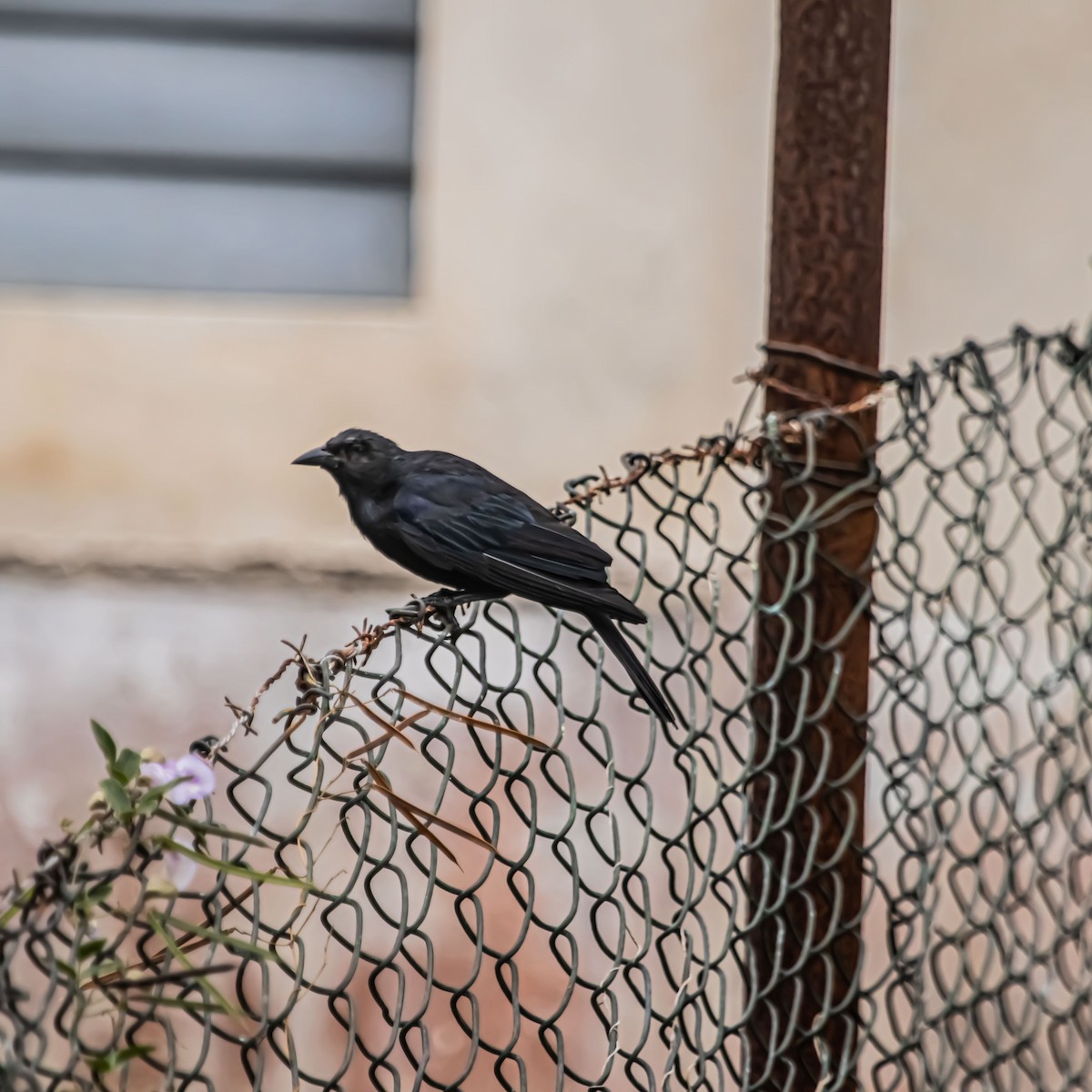 Cuban Blackbird - ML640424685