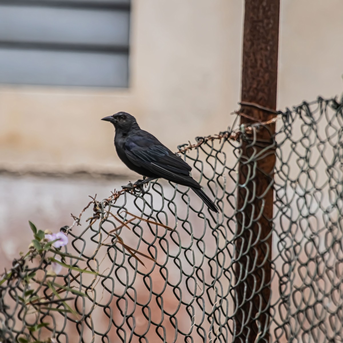 Cuban Blackbird - ML640424686