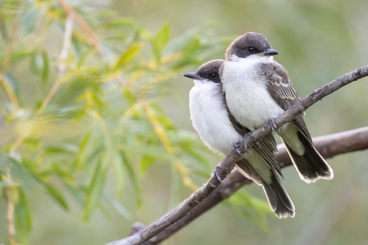 Eastern Kingbird - ML640424692