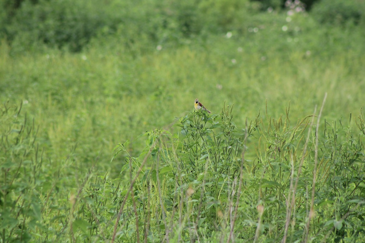 דיקסיסל - ML640424700