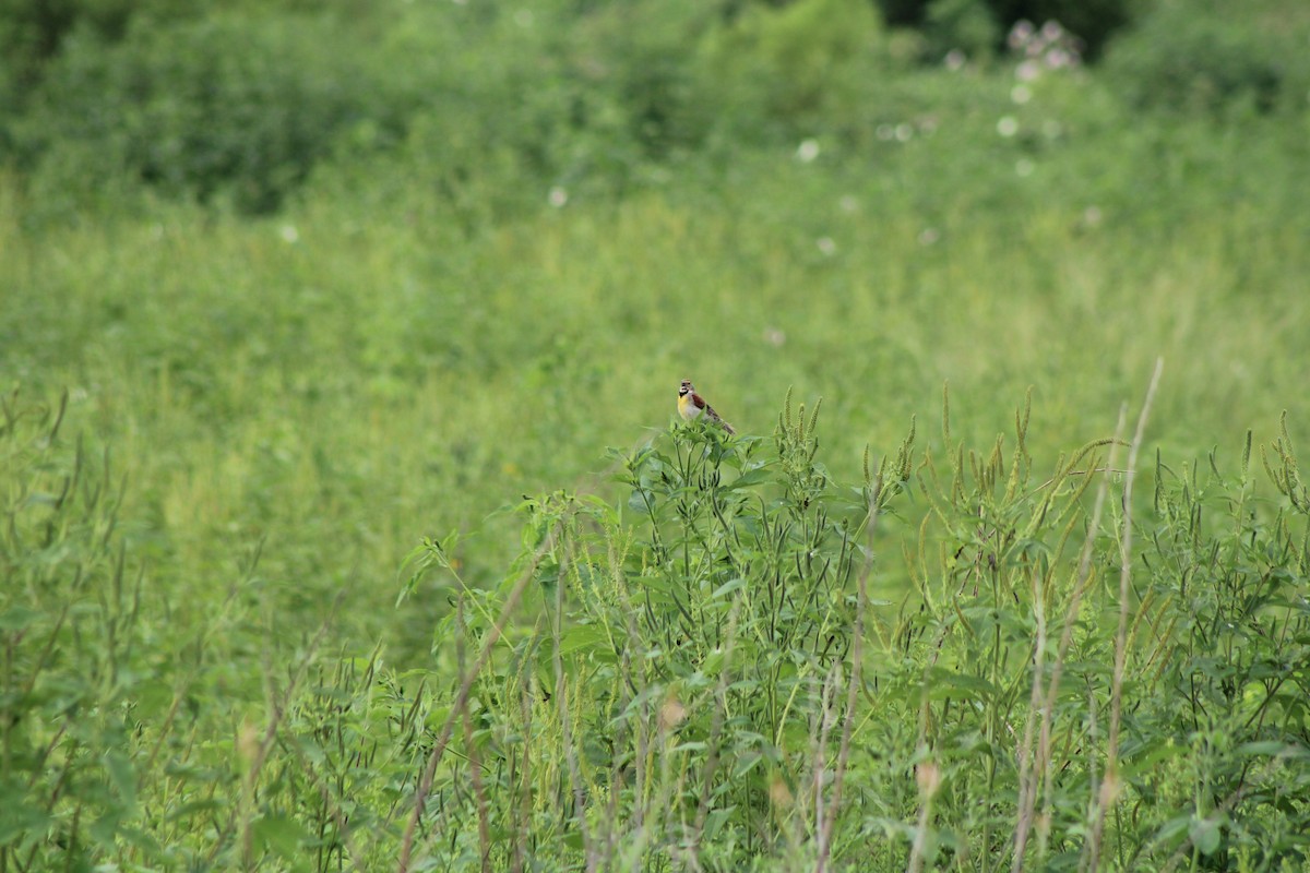 דיקסיסל - ML640424701