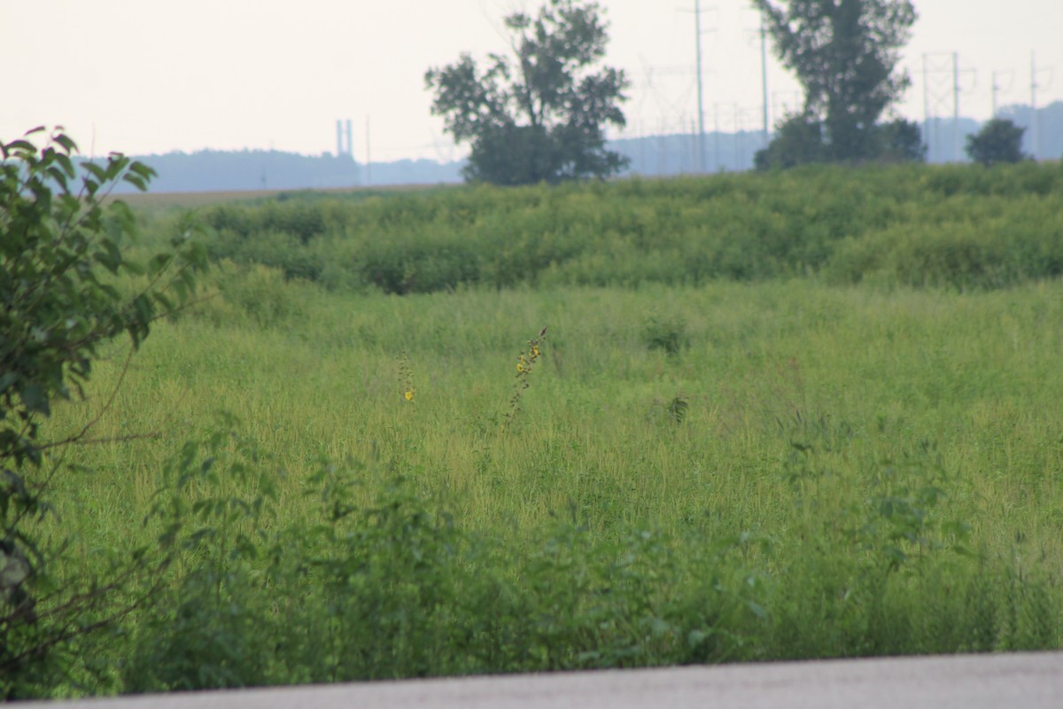 דיקסיסל - ML640424736