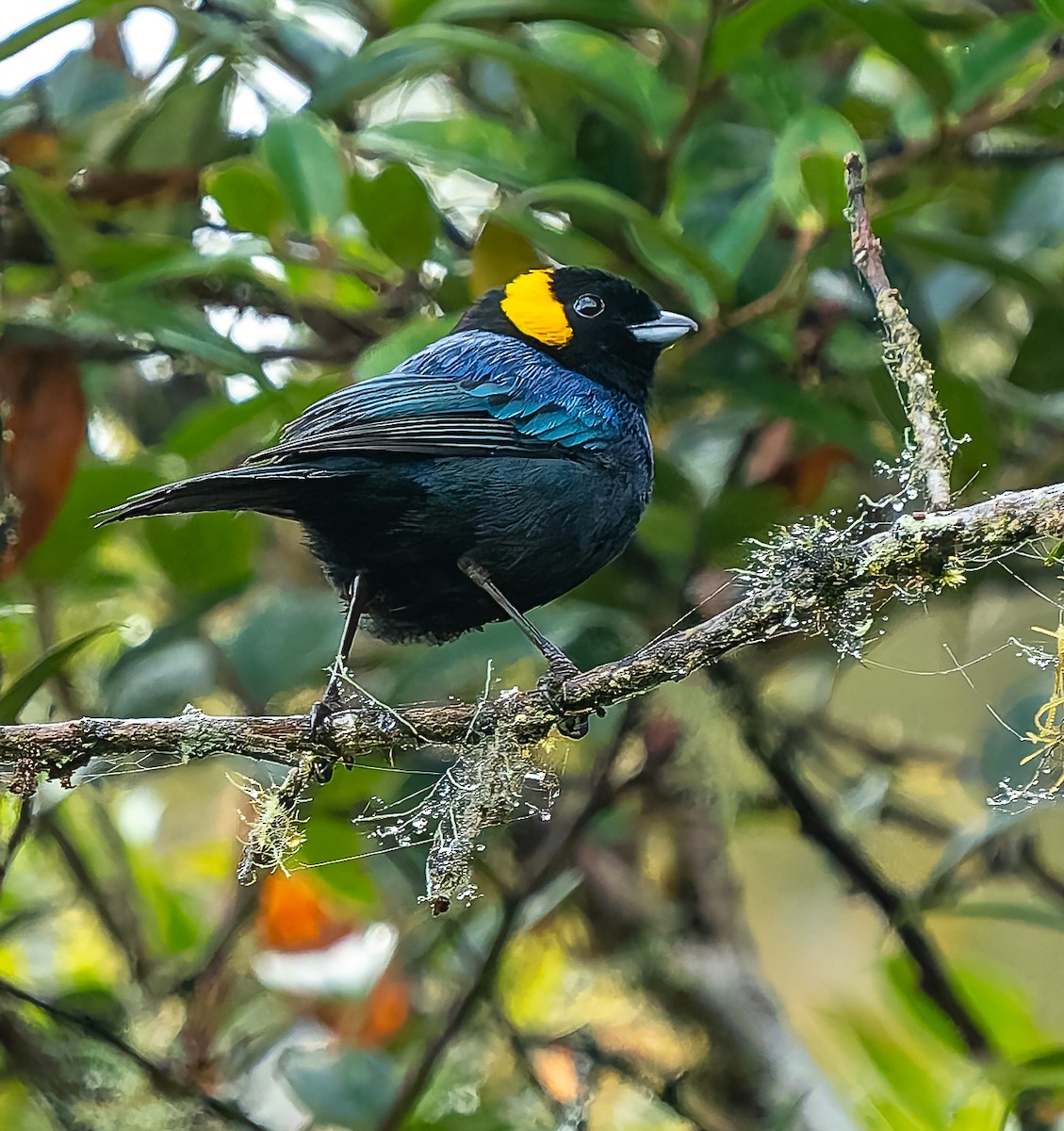 Yellow-scarfed Tanager - ML640424739