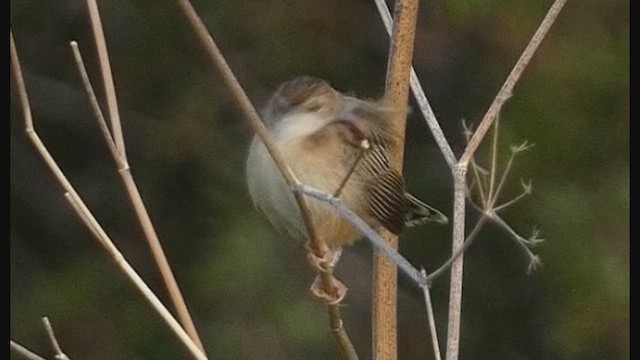 Cisticole des joncs - ML640424773