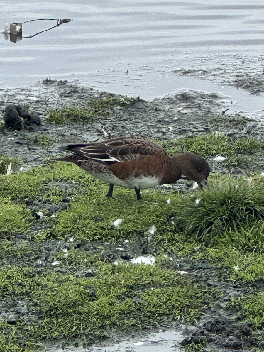 Eurasian Wigeon - ML640424789
