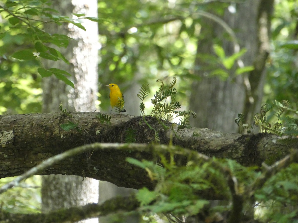 Prothonotary Warbler - ML640424790