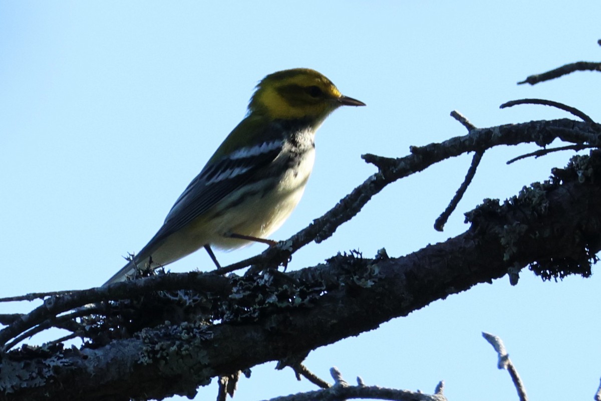grønnparula - ML640424814