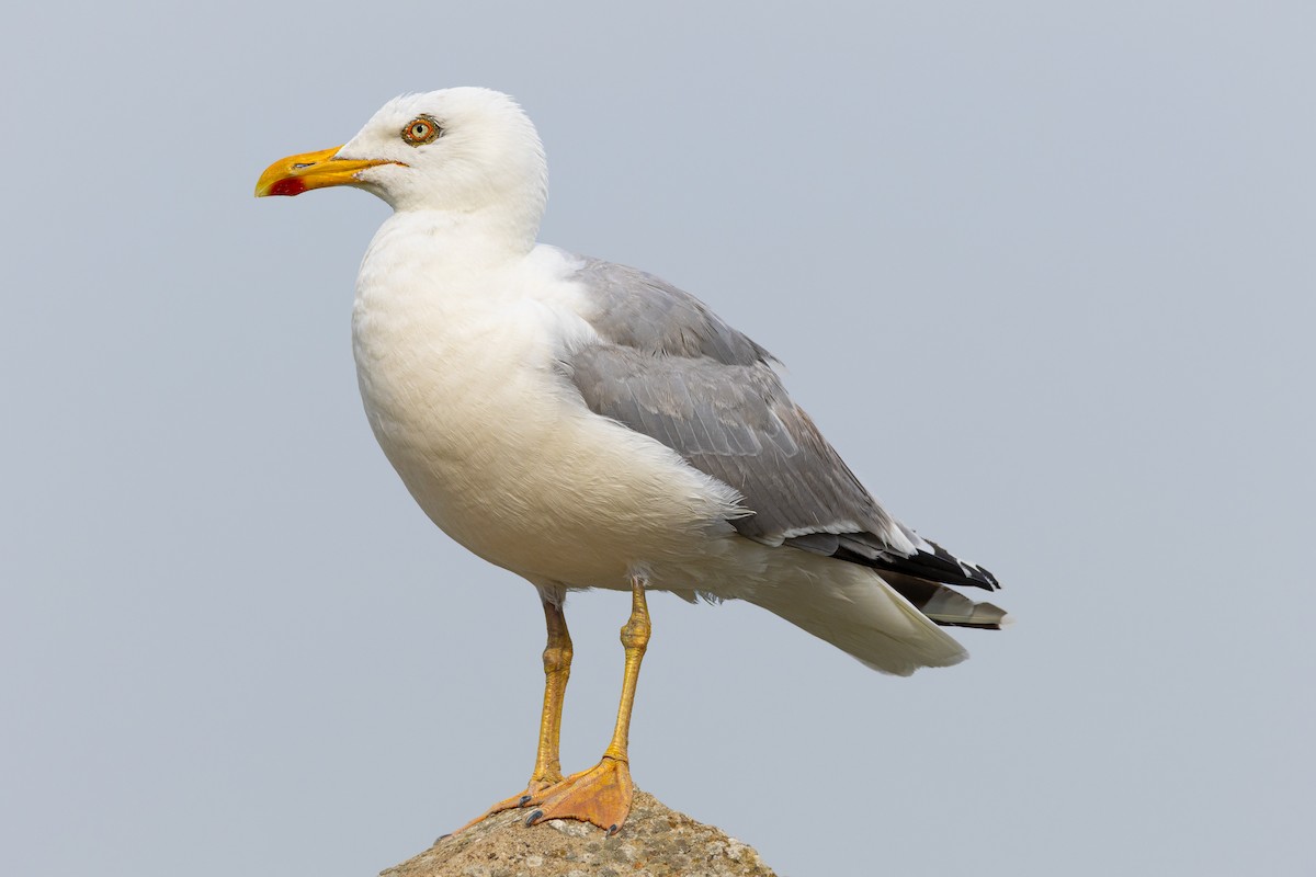 Yellow-legged Gull - ML640424822