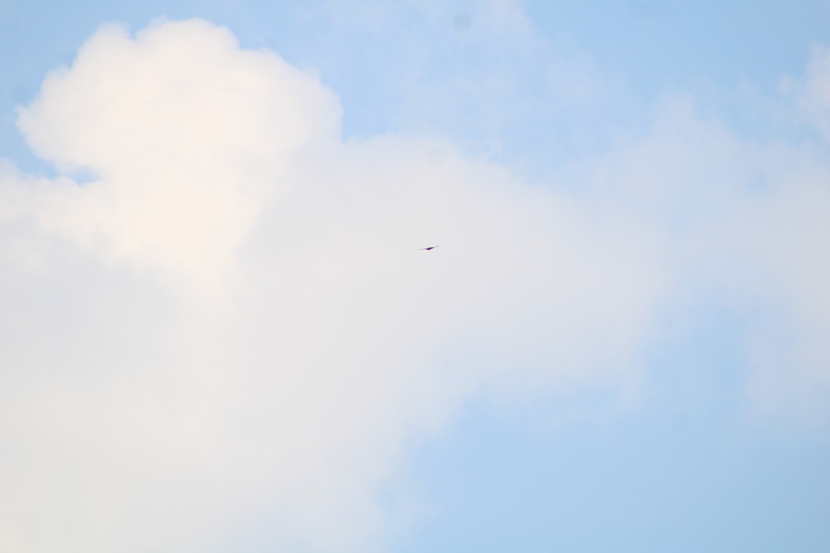 Mississippi Kite - ML640424840