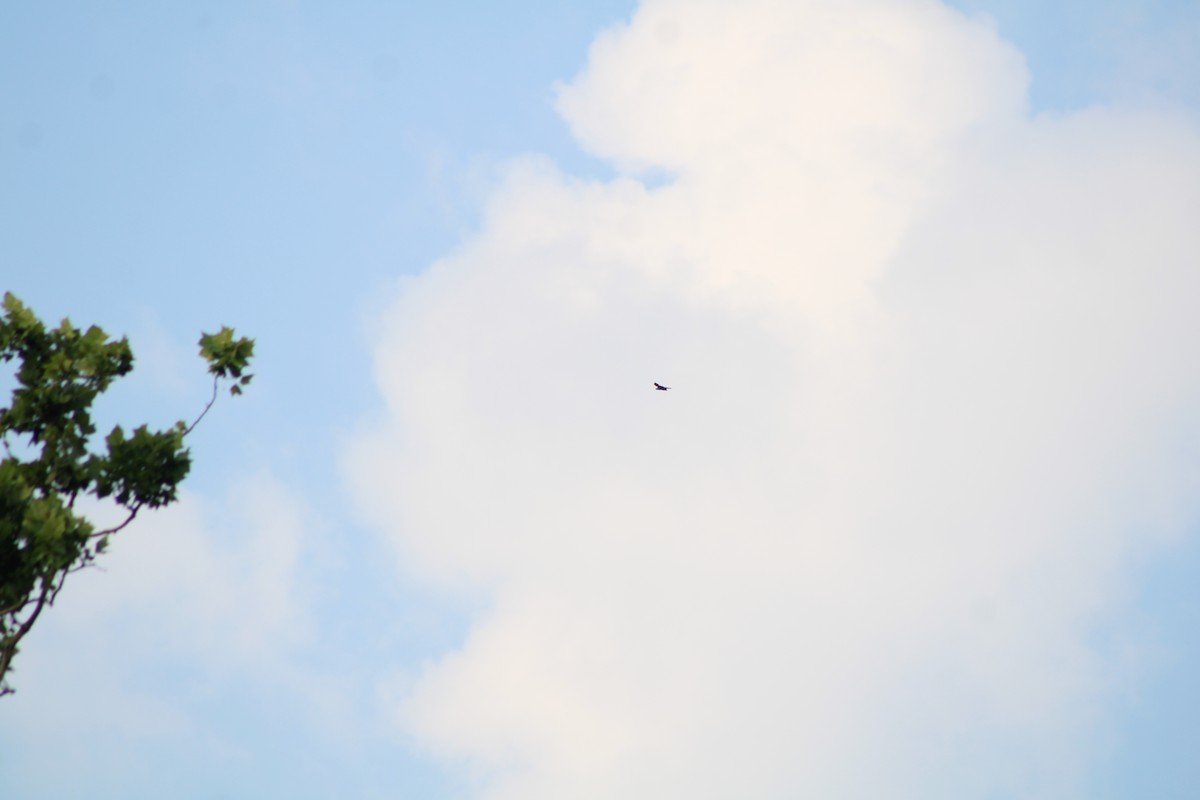 Mississippi Kite - ML640424841