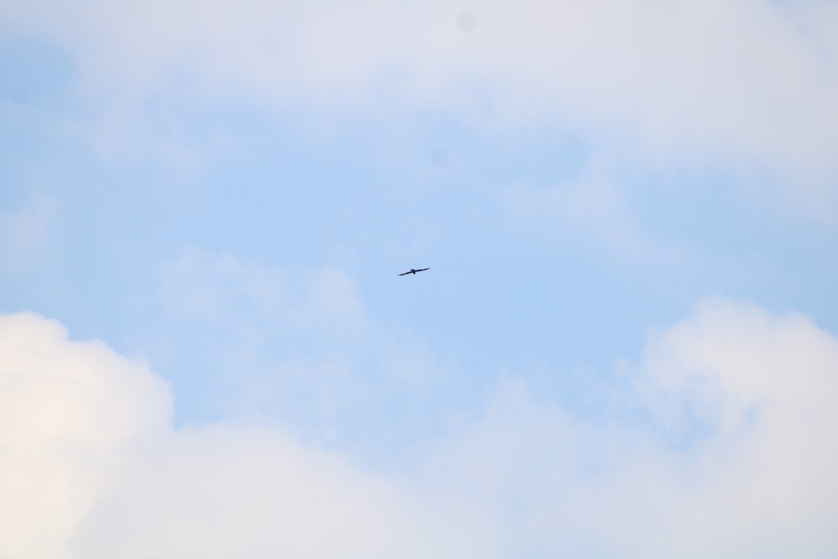 Mississippi Kite - ML640424900