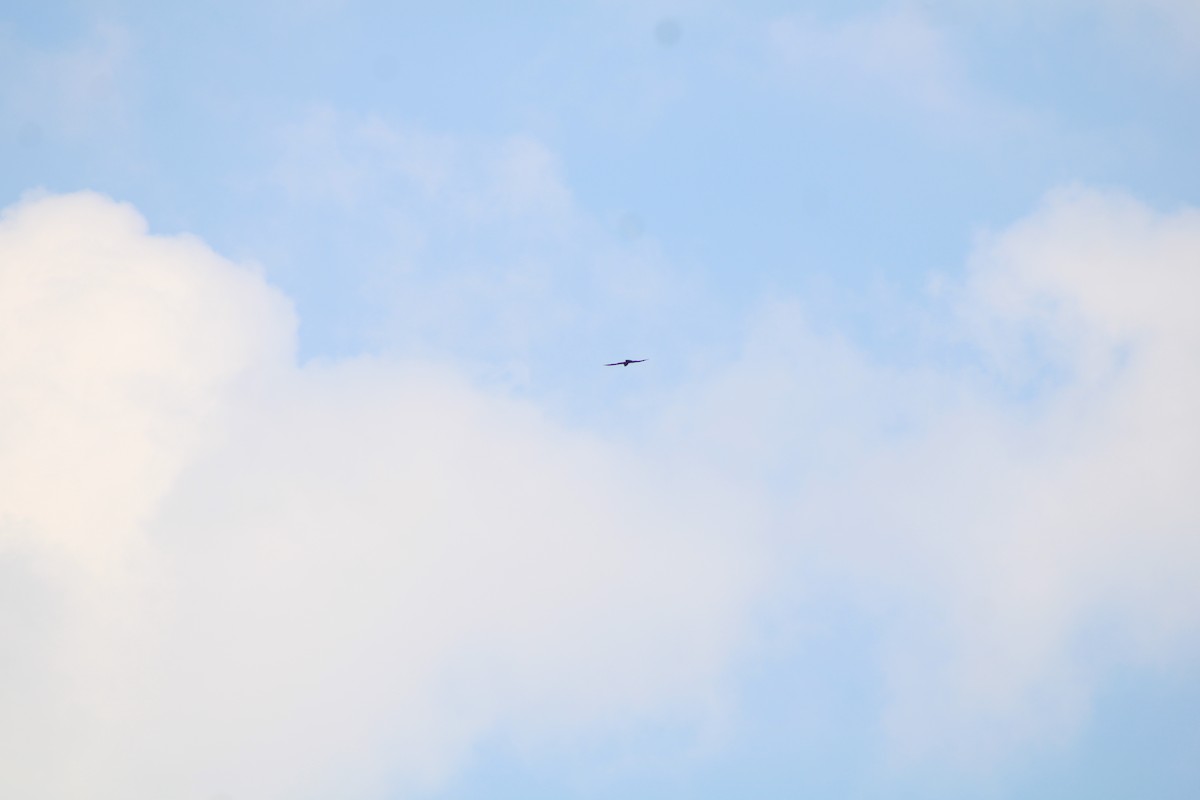 Mississippi Kite - ML640424901