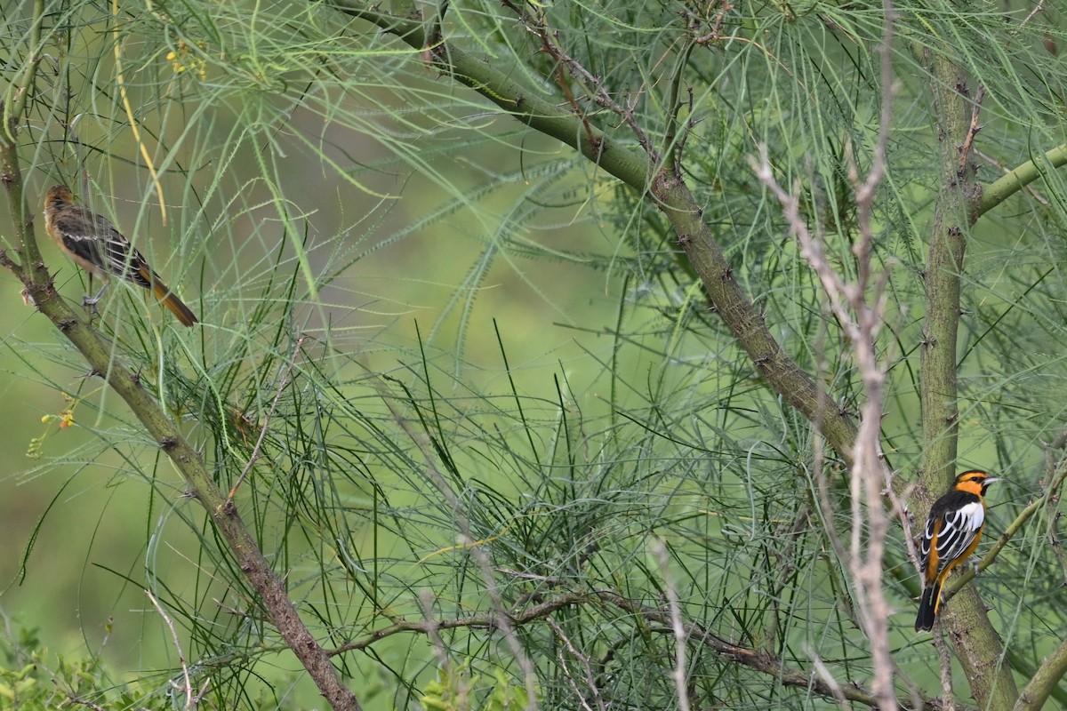 Bullock's Oriole - ML640424902