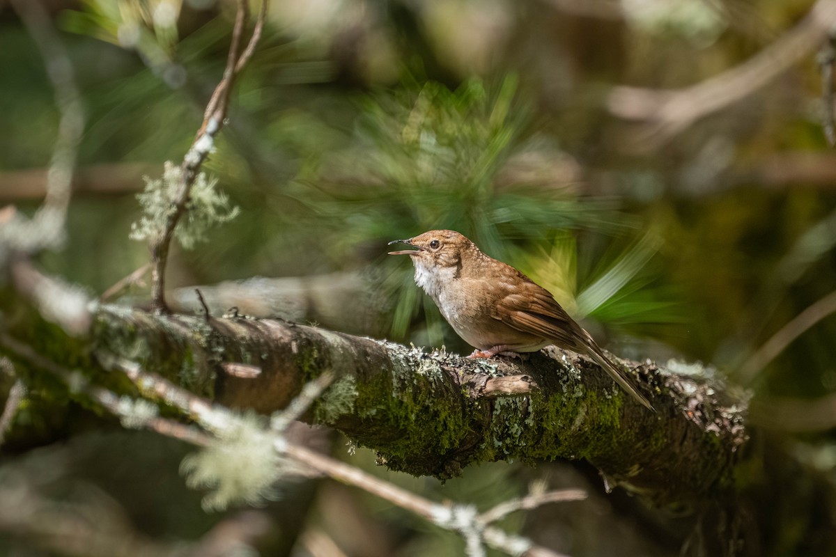 Taiwan Bush Warbler - ML640424918