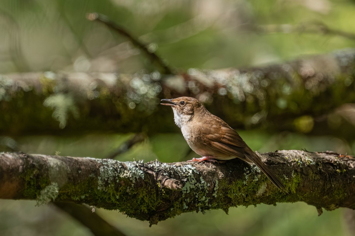 Taiwan Bush Warbler - ML640424919