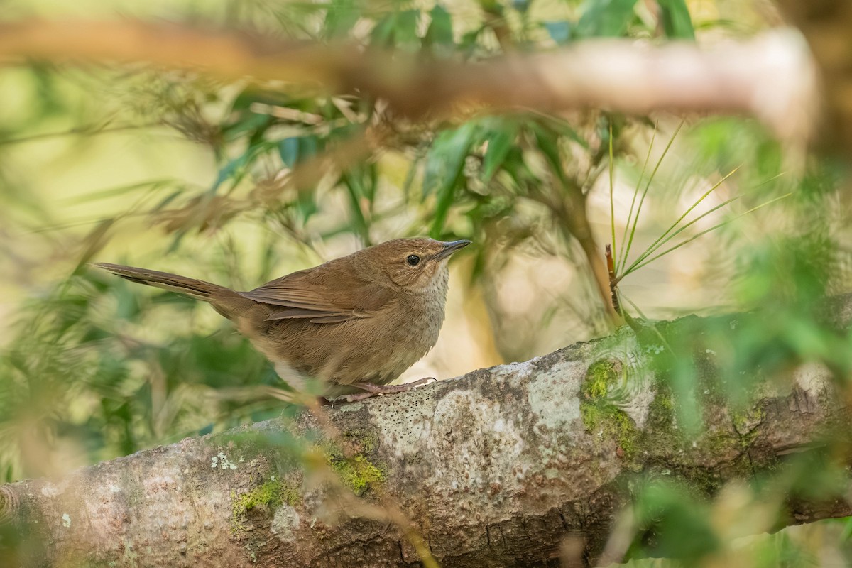 Taiwan Bush Warbler - ML640424920