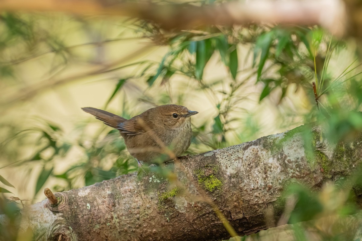 Taiwan Bush Warbler - ML640424921