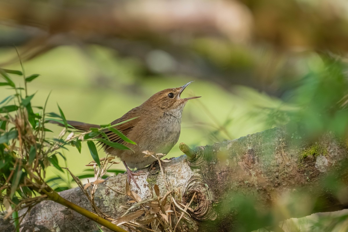 Taiwan Bush Warbler - ML640424922