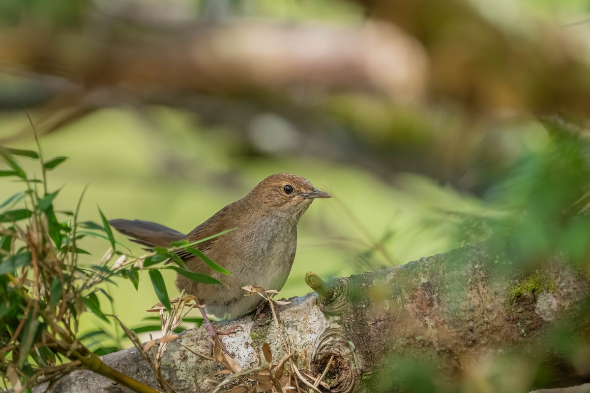 Taiwan Bush Warbler - ML640424923