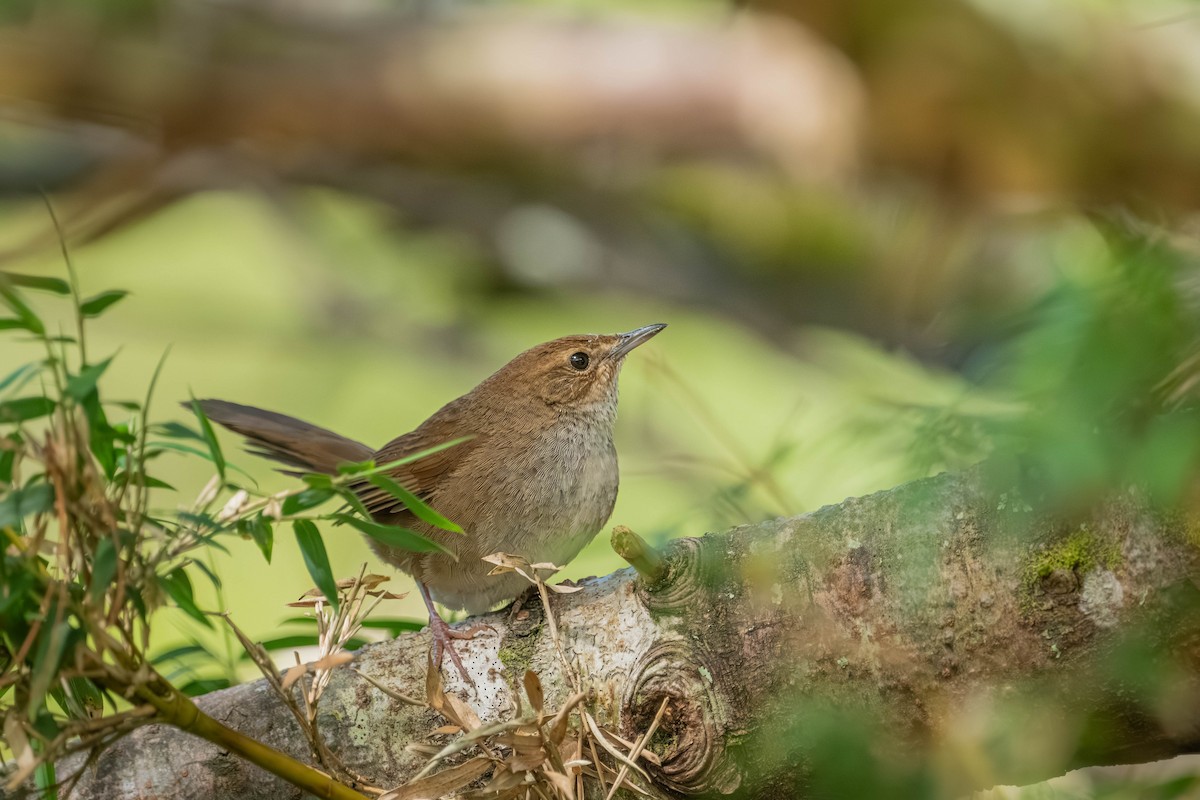 Taiwan Bush Warbler - ML640424924