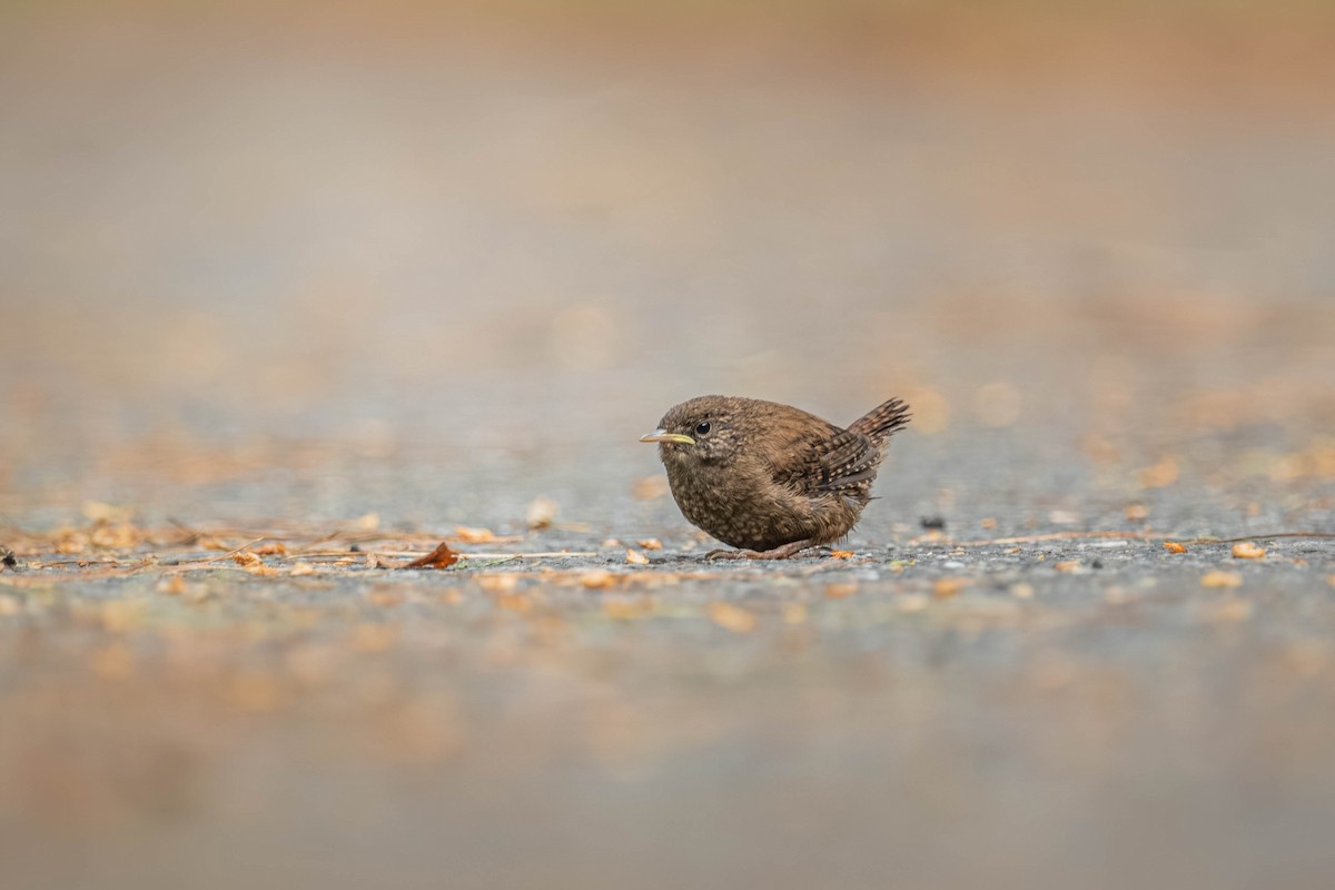 Халгайч урагчин - ML640424972