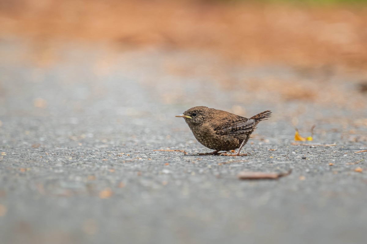 Халгайч урагчин - ML640424973