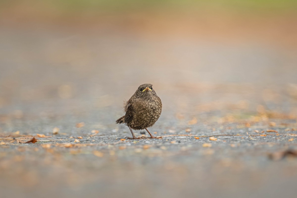 Халгайч урагчин - ML640424975