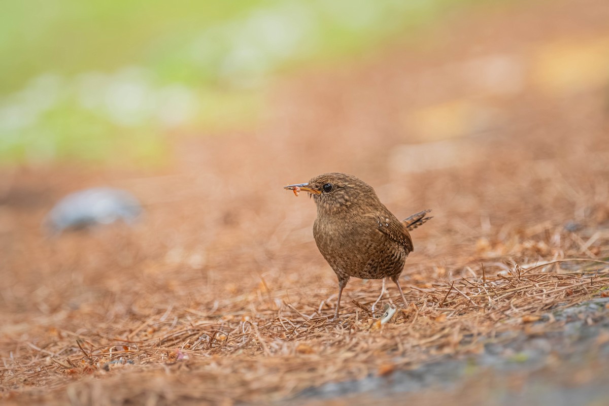 Халгайч урагчин - ML640424976