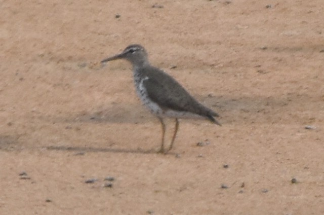 Spotted Sandpiper - ML640425064