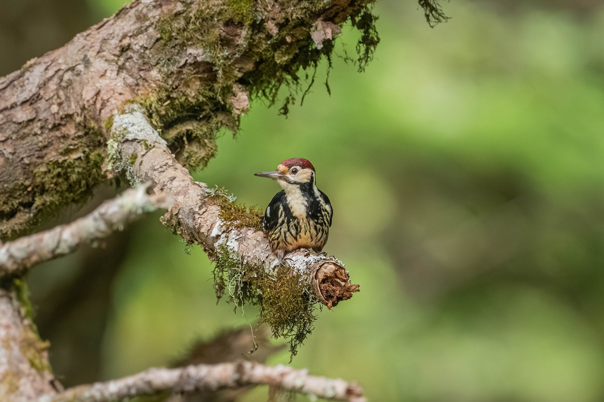 Хондлой цагаан тоншуул - ML640425094
