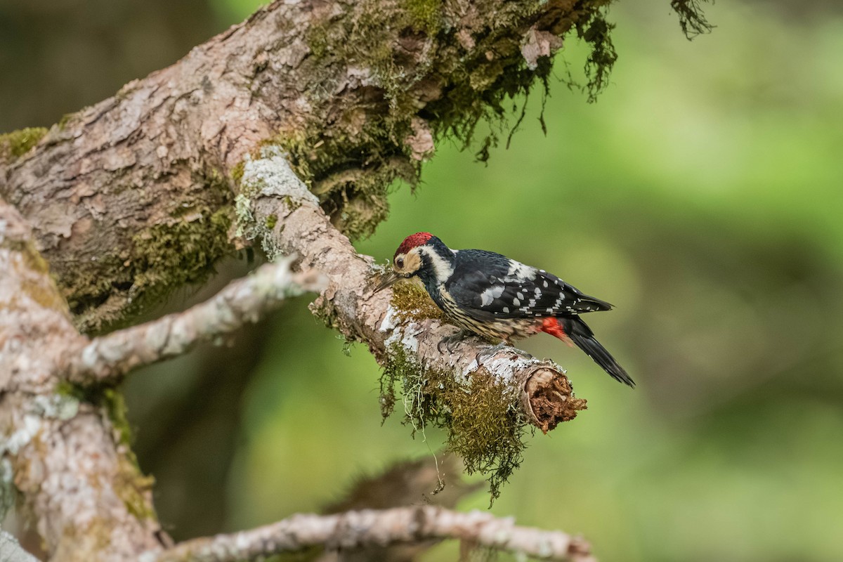 Хондлой цагаан тоншуул - ML640425095