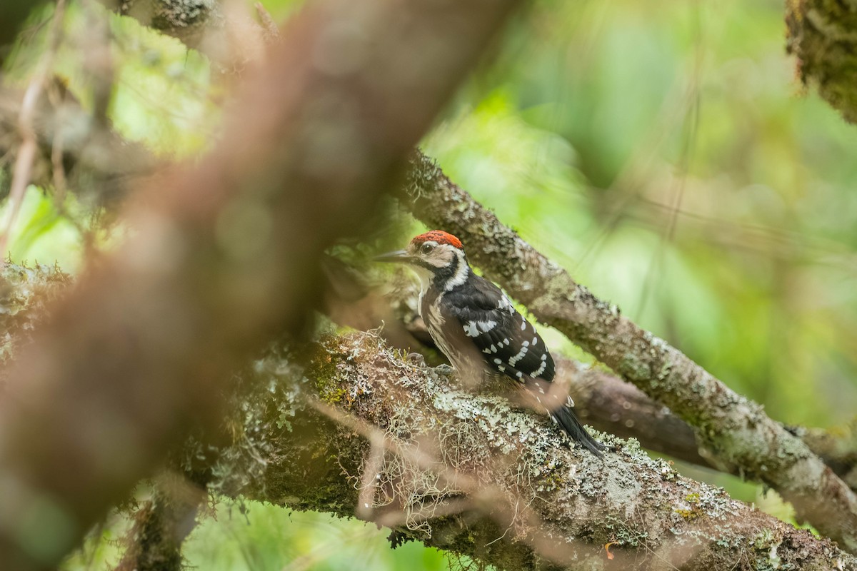 Хондлой цагаан тоншуул - ML640425096