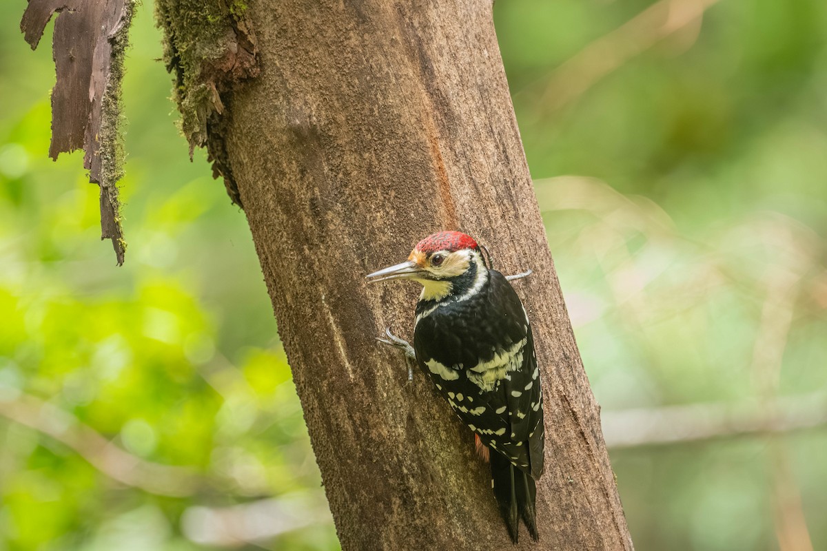Хондлой цагаан тоншуул - ML640425097