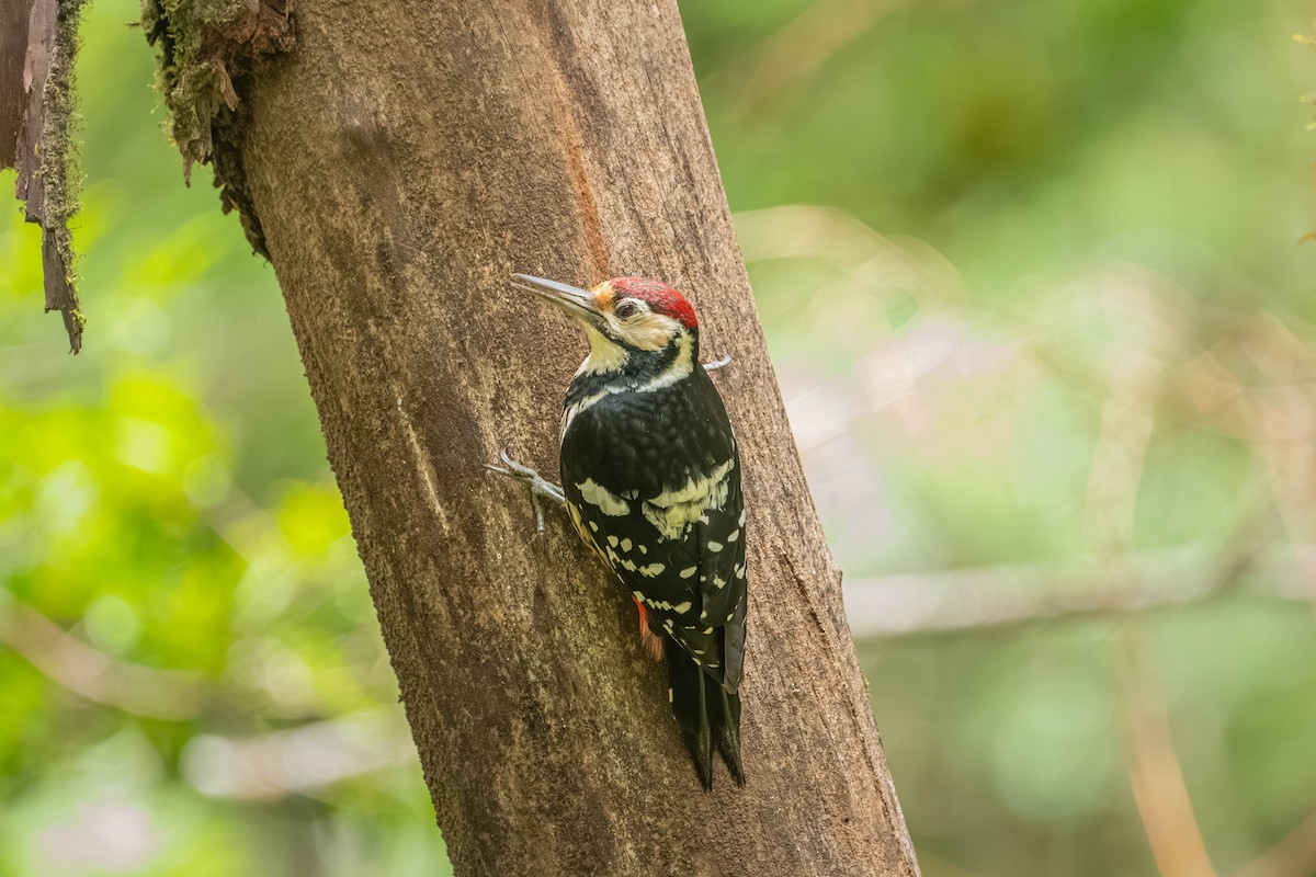 Хондлой цагаан тоншуул - ML640425098