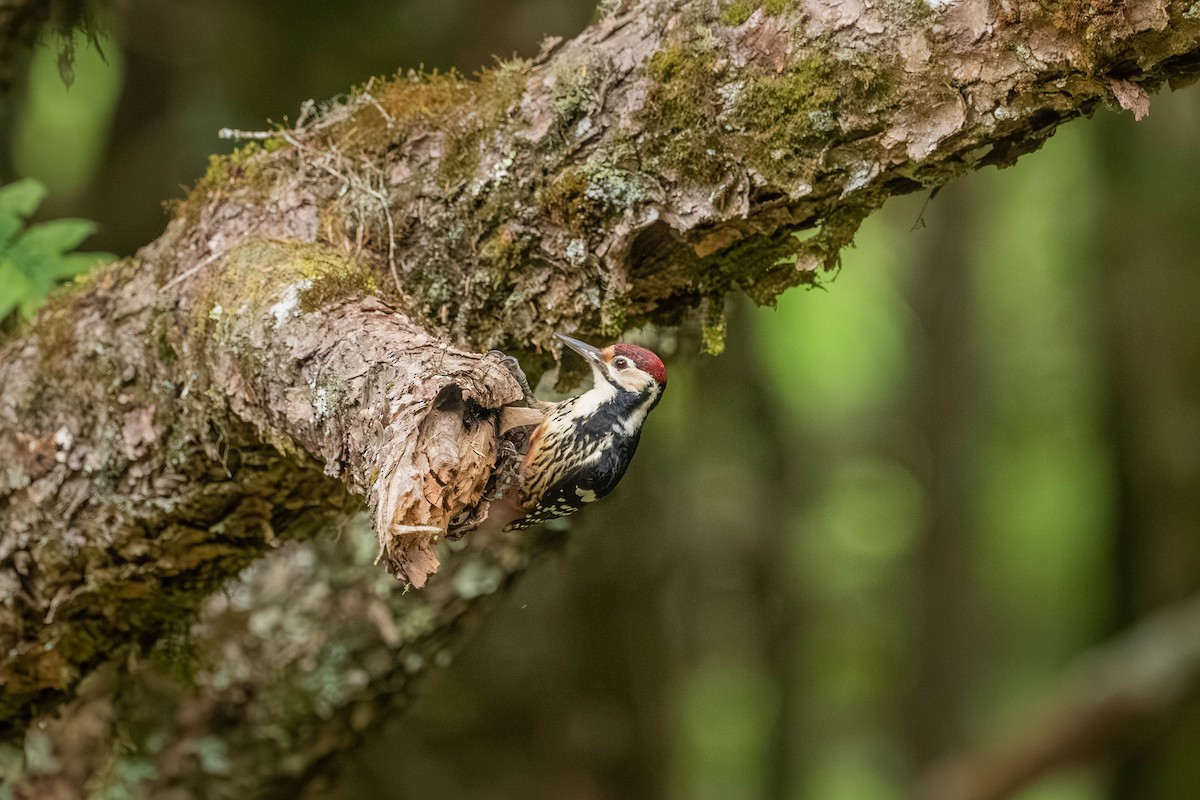 Хондлой цагаан тоншуул - ML640425099