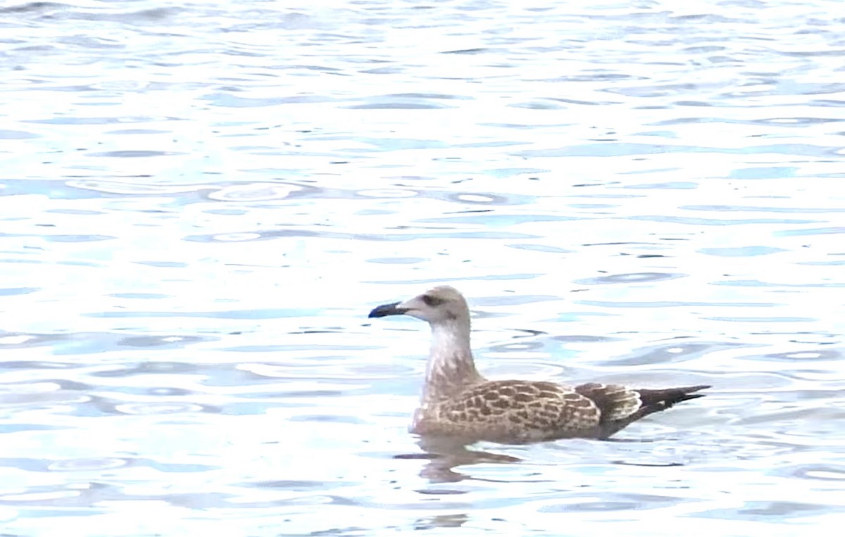 Caspian Gull - ML640425107