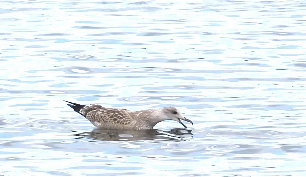 Caspian Gull - ML640425108